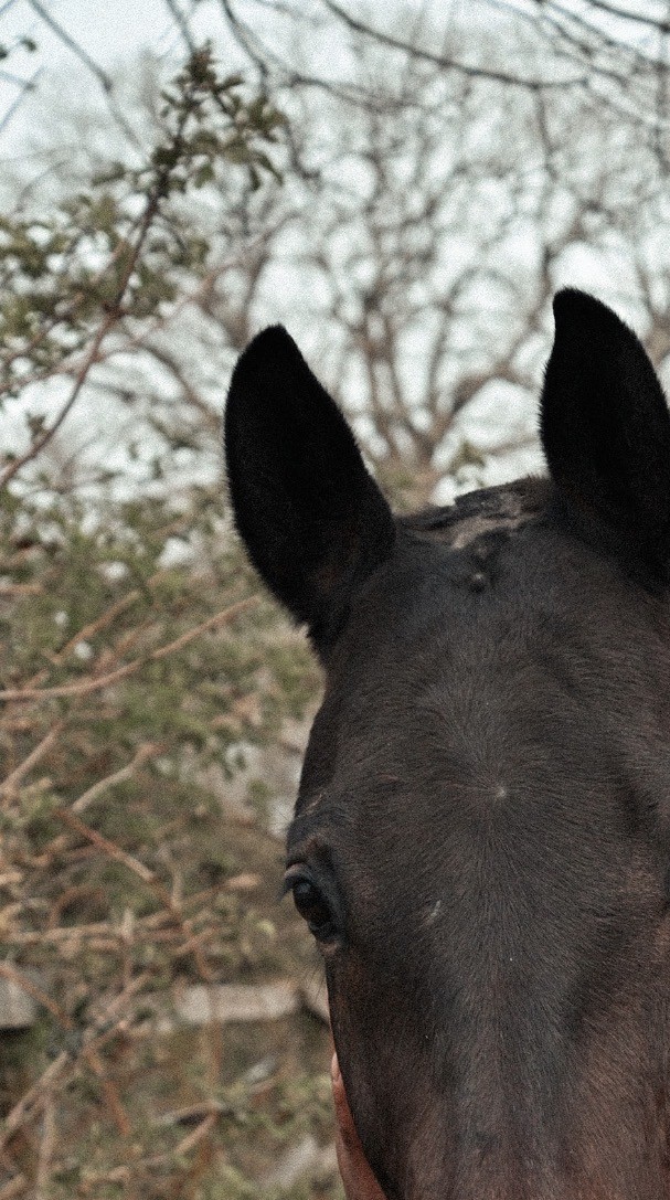 A horse's head and soft eye
